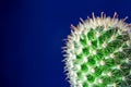 Cactus, blue background Royalty Free Stock Photo