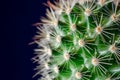 Cactus, blue background Royalty Free Stock Photo