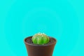 Cactus on blue background. Royalty Free Stock Photo
