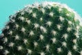 Cactus on blue with blurred background macro Royalty Free Stock Photo