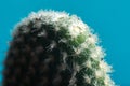 Cactus on blue with blurred background macro Royalty Free Stock Photo