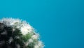 Cactus on blue with blurred background macro Royalty Free Stock Photo