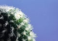 Cactus on blue with blurred background macro Royalty Free Stock Photo