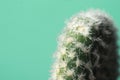 Cactus on blue with blurred background macro Royalty Free Stock Photo