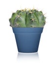 Cactus in blue pot Royalty Free Stock Photo