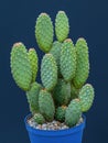 CACTUS in Blue Pot Royalty Free Stock Photo
