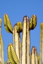 Cactus with blue sky on the background Royalty Free Stock Photo