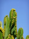 Cactus with blue sky, close up Royalty Free Stock Photo