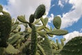 Cactus with blue sky and clouds, Opuntia polyacantha Royalty Free Stock Photo