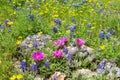 Cactus and the Bluebonnets