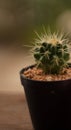 Cactus with blur background beautiful decor space