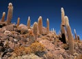 Cactus in Bolivia in the Isla Pescado