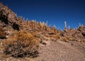 Cactus in Bolivia in the Isla Pescado