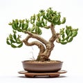 Cactus Bonsai: Chinese Potted Tree With Distinct Framing