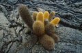 Cactus born on a formation of cordoned lava Royalty Free Stock Photo