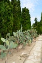 Cactus botaincal garden of Balchik Royalty Free Stock Photo