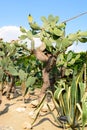 Cactus botaincal garden of Balchik Royalty Free Stock Photo