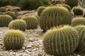 Cactus, botanical garden Royalty Free Stock Photo
