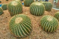 Cactus in botanical garden