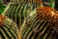 Cactus in botanical garden in Fuerteventura island