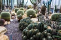 Cactus in a Botanical Garden in Geneva Royalty Free Stock Photo