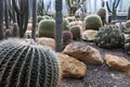 Cactus in a Botanical Garden in Geneva Royalty Free Stock Photo