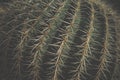 Cactus. Botanical Garden. desktop wallpaper Royalty Free Stock Photo