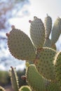 Cactus in the Botanical Garden of Lokrum Island, Croatia