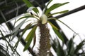 Cactus. Botanical garden. Royalty Free Stock Photo