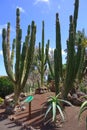 Cactus in botanical garden in Fuerteventura island