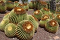 Cactus in botanical garden in Fuerteventura island