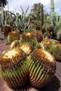 Cactus in botanical garden in Fuerteventura island