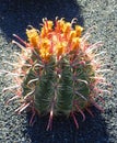 Cactus, botanical garden. Royalty Free Stock Photo