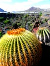 Cactus, botanical garden. Royalty Free Stock Photo