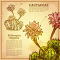 Cactus Botanical Illustration