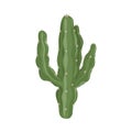 cactus botanical nature
