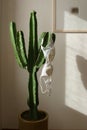 Cactus and bra Royalty Free Stock Photo