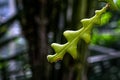 Cactus branch in full show, Toronto, ON, Canada