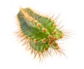 Cactus branch