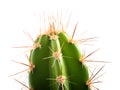 Cactus branch