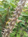 Cactus branch in the wild nature