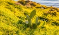 Cactus on bright green grass, blue sea water background Royalty Free Stock Photo
