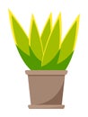 Green home plant in brown ceramic pot. Flat vector illustration of room plant. Home decoration Royalty Free Stock Photo