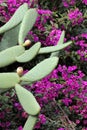 Cactus and Bright Pink Bougainvillia in the Monarch Butterfly Grove, Pismo Beach, California Royalty Free Stock Photo