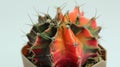 A Cactus in a brown pot isolated on light blue background