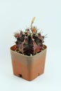 A Cactus in a brown pot isolated on light blue background