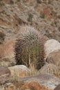 Cactus Brush California Desert South of Palm Springs