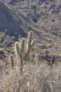 Cactus Brush South of Palm Springs California Desert