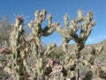 Cactus Buckhorn Cholla Opuntia acanthocarpa Royalty Free Stock Photo