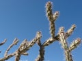 Cactus Buckhorn Cholla Opuntia acanthocarpa Royalty Free Stock Photo